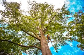 Trusted Flatwoods, KY Tree Removal Experts