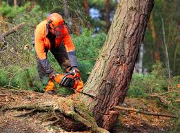 Tree and Shrub Care in Flatwoods, KY