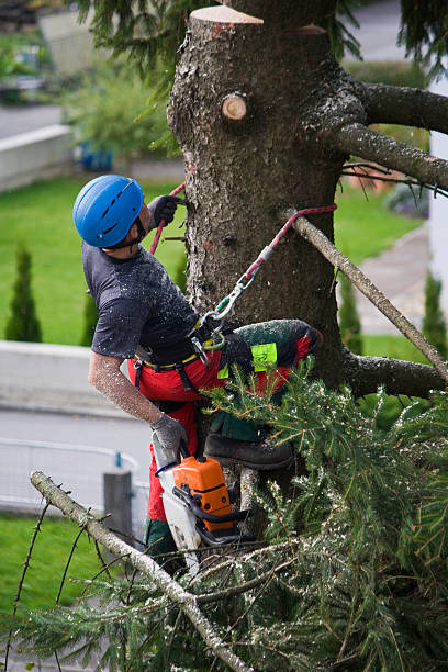 How Our Tree Care Process Works  in  Flatwoods, KY